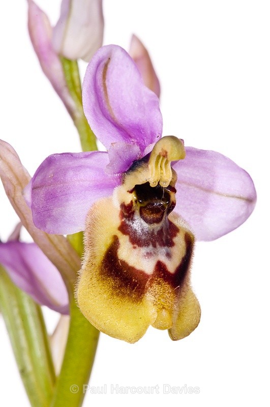  - WB: Orchids - Ophrys