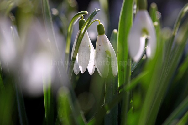  - Wild Flowers,  plants & Fungus photography, Great Britain