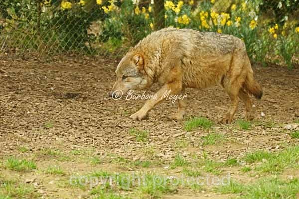 Grey Wolf - Kera roaming (Colchester Zoo) - Smaller Cats & Other Wildlife - Wolves
