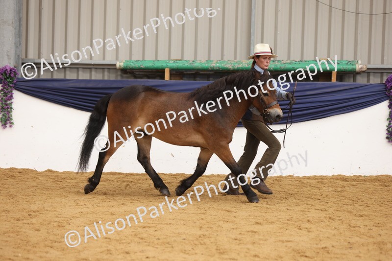 20260913-1697 - Class 115 - Gelding 4years and over