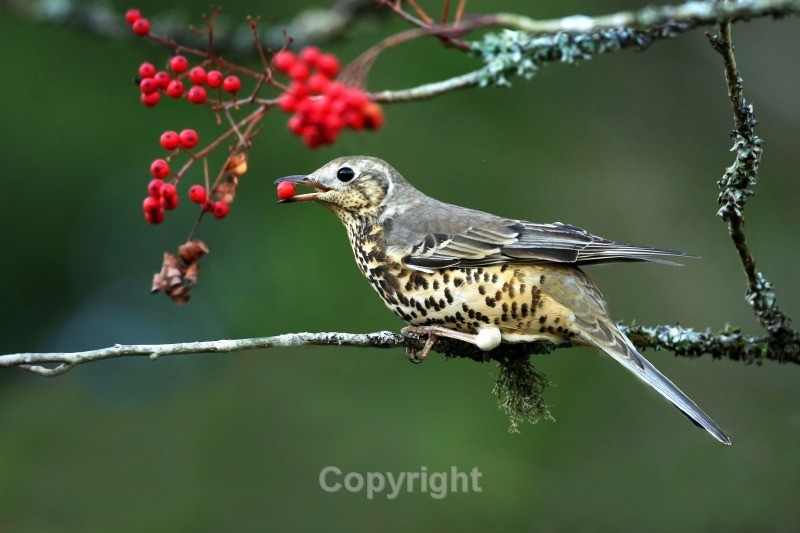 Mistle Thrush - Birds