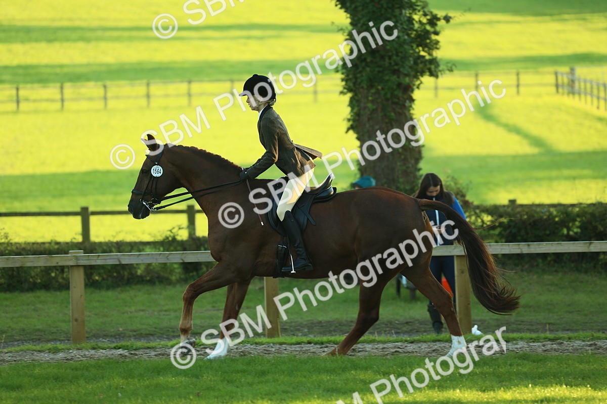 SBM_56463 - S14 - Riding Club Horse