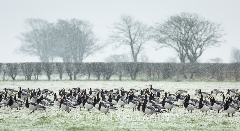 Barnacle Geese - Swans and Geese
