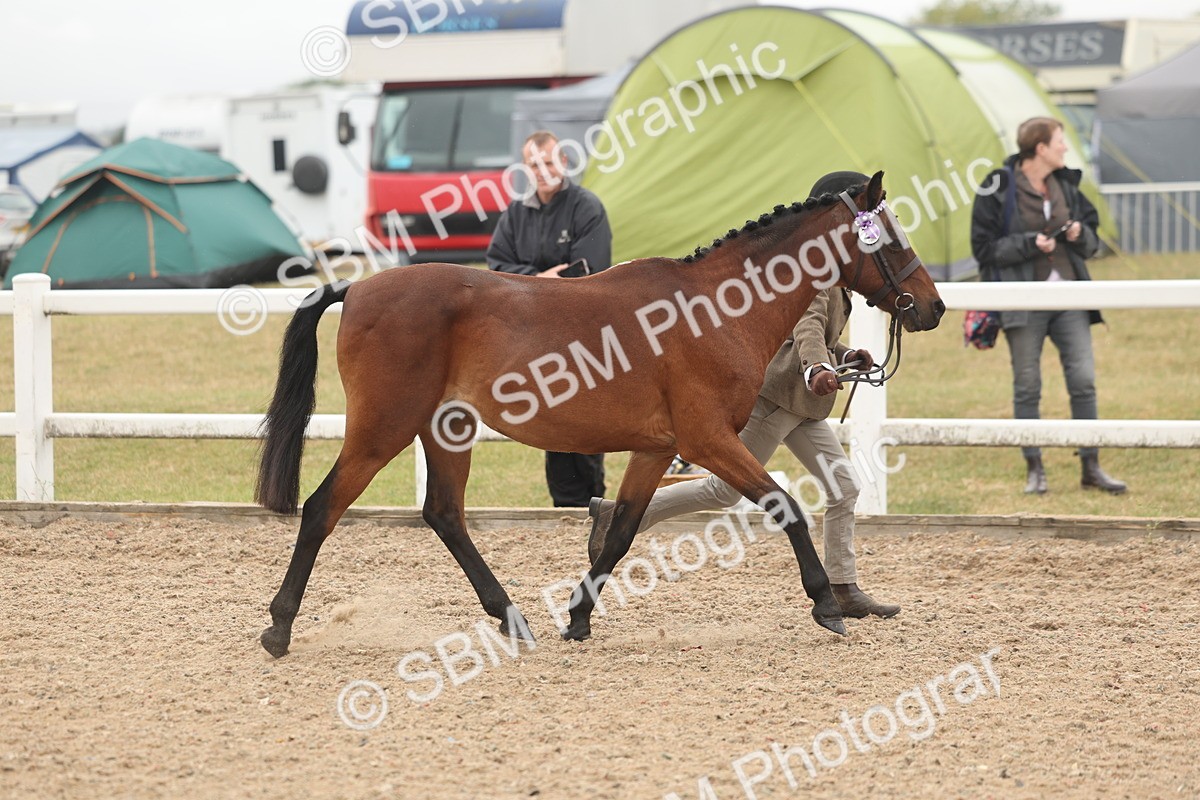 SBM_00511 - Class 13 Young Handler