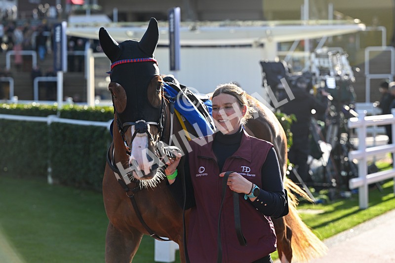 251025-Race 5-The Egyptian Ginge-9323 - Race 5