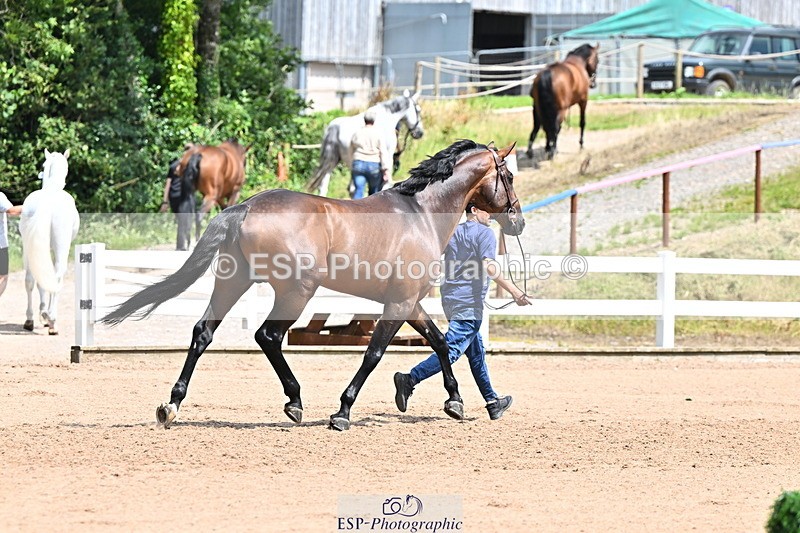 240718A-105307-01584 - Trot Up 1pm to 2pm