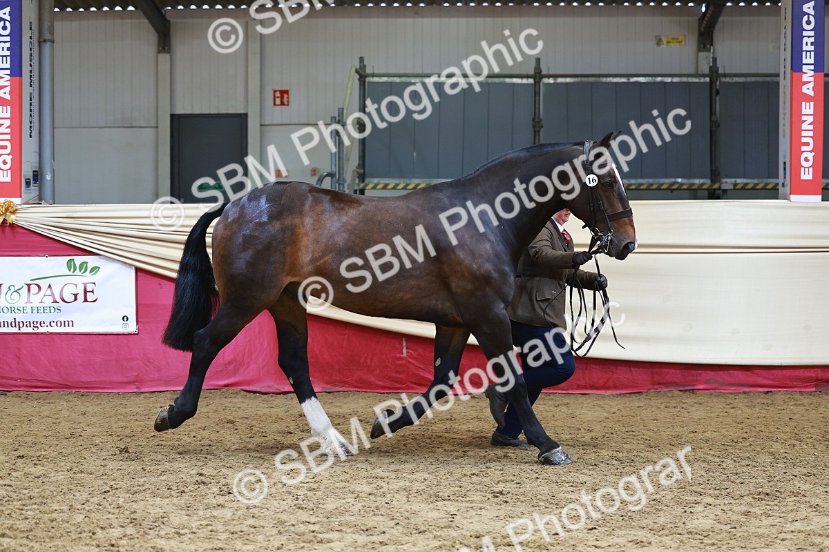 SBM_23187 - Class 903 - Supreme Final - IH Pre Vet