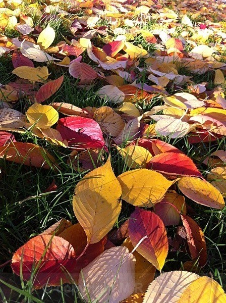 Autumn Mosaic - MACRO & CLOSE UPS