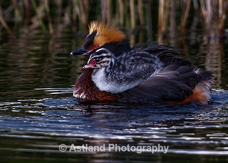Astland Photography, Bird and Wildlife Images, Susan and Peter Wilson, U.K.