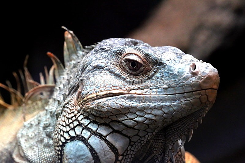  - Wildlife