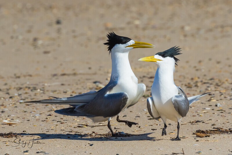 Love Dance 20 - Crested Terns