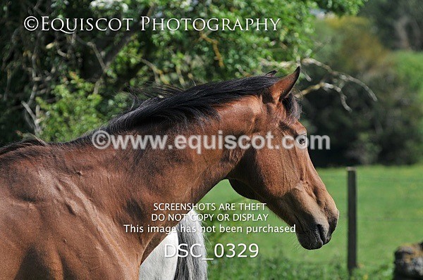 DSC_0329 - ARCHIVE REQUEST - Quincy and Guinness