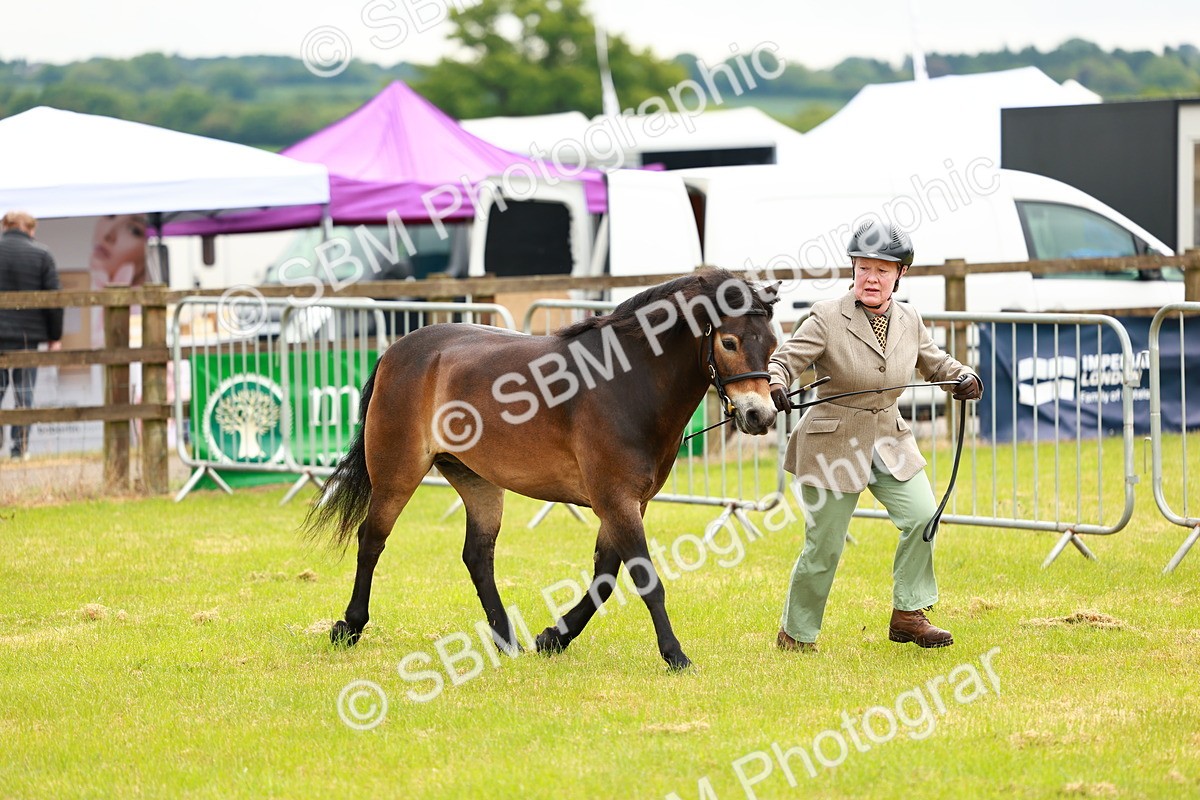 SBM_00257 - Class 58-67 - M&M Non Welsh Pony In hand