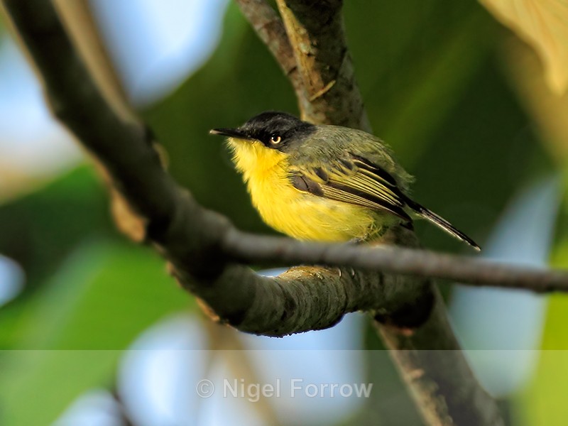 Common Tody-Flycatcher, Costa Rica - Common Tody-Flycatcher