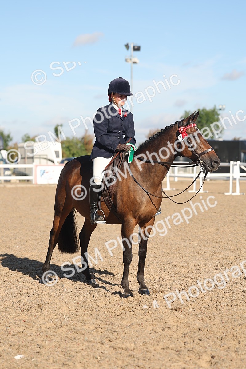 SBM_12258 - Class 303 - Ridden Pure Bred Horse Pony