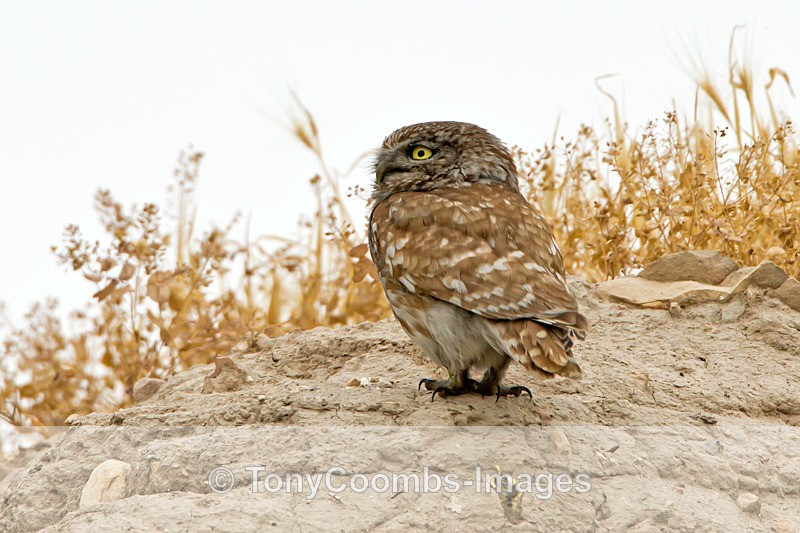 Little Owl - Turkey