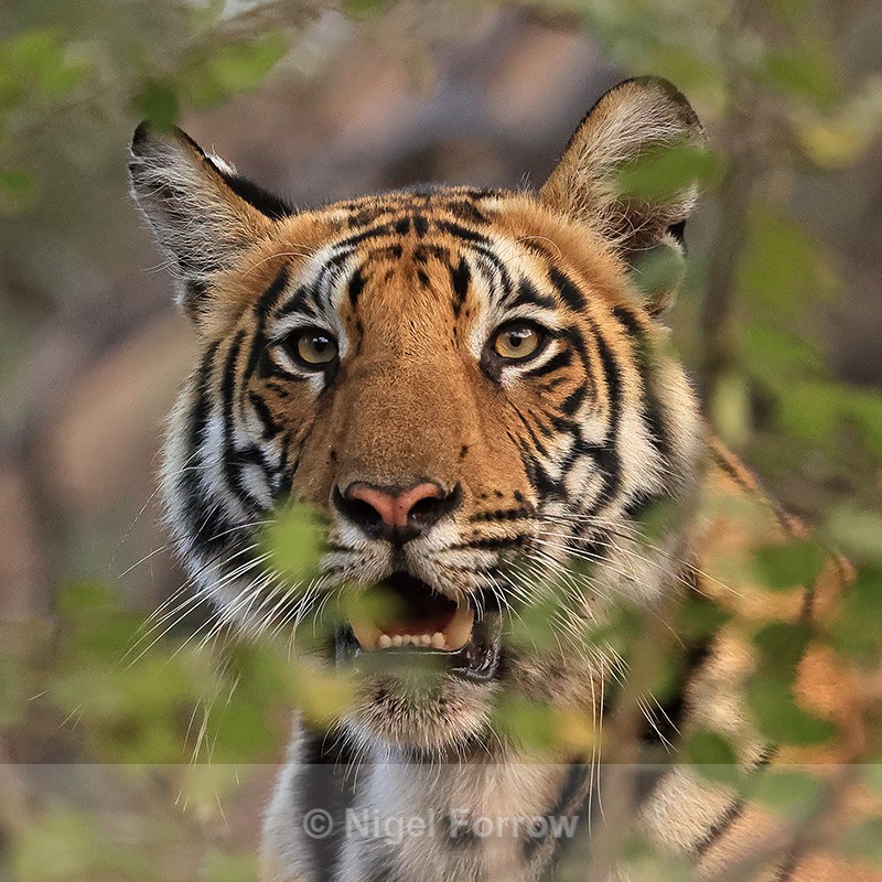 Young Tiger portrait partly obscured, Bandhavgarh Reserve, India - Tiger