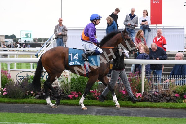 yr22072022r7-23 - Race 7 8.25pm The Sky Bet Go-Racing-In-Yorkshire Summer Festival Stakes