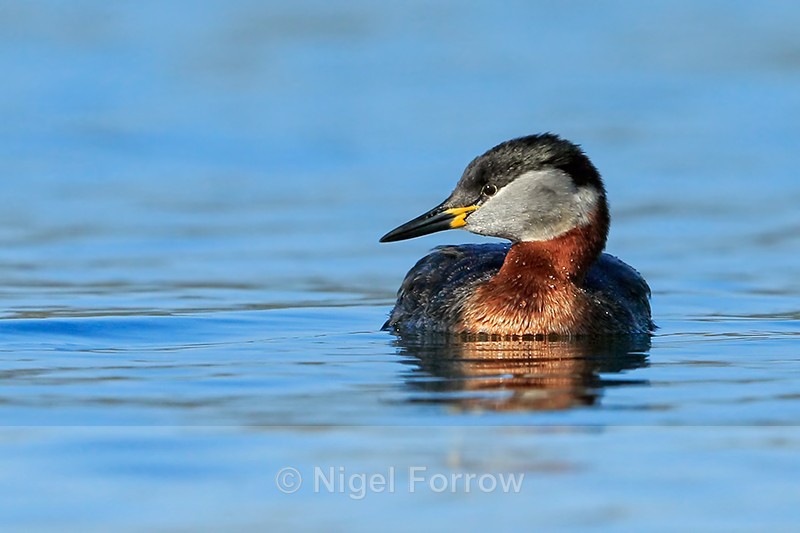 Red-necked Grebe, Farmoor Reservoir - Red-necked Grebe