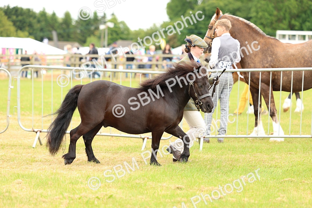 SBM_03505 - Class 58-67 - M&M Non Welsh Pony In hand