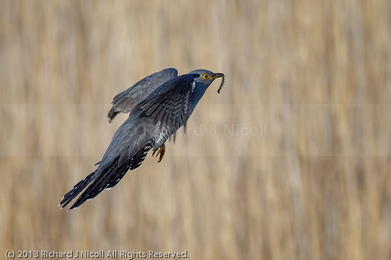 Cuckoo (Cuculus canorus) flying with Caterpillar - Cuckoo (Cuculus canorus)
