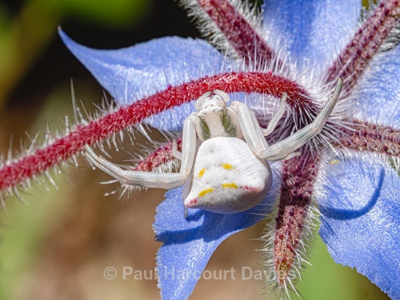 Crab spider (Thomisus onustus) ♀︎ - Mikromak & TS Robusto 160