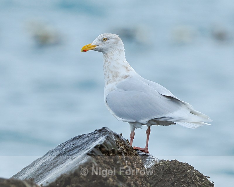 Glaucous Gull (adult winter) perched on a rock, Grundarfjörður - Glaucous Gull