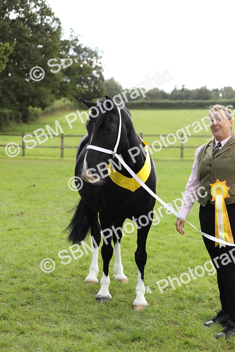 SBM_65517 - S47 - Mountain & Moorland In Hand Large Breeds