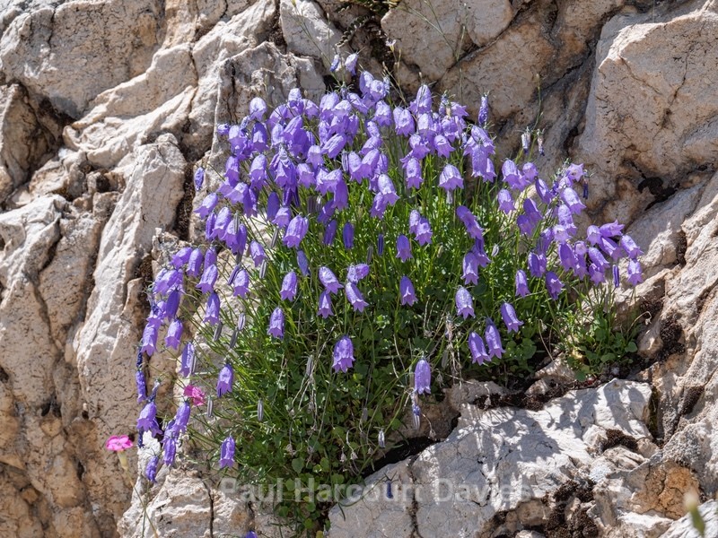 Tanfani's bellflower (Campanula tanfanii) - Wild Flowers - 2