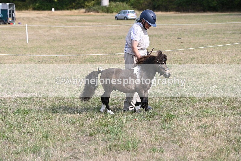 WJ6_6827 - Class 21 Shetland & Mini Horses