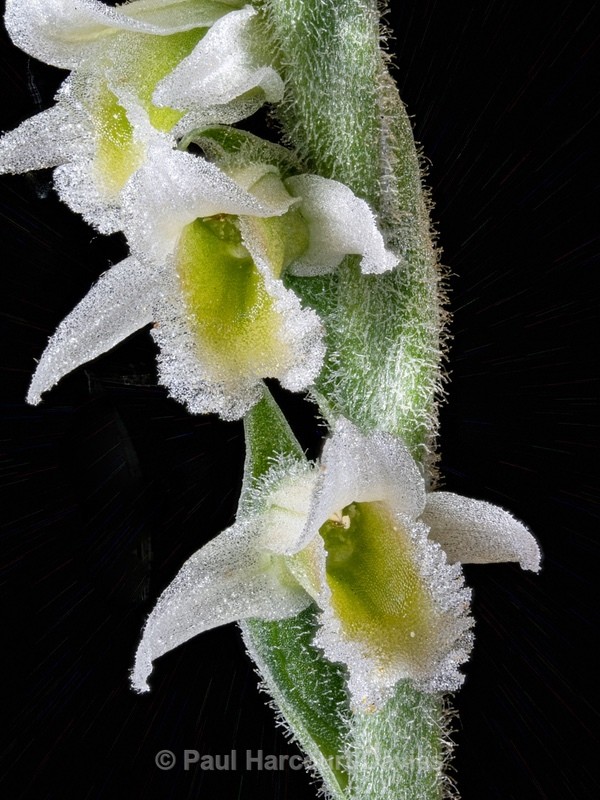 Autumn Ladies Tresses (Spiranthes spiralis) - Wild Orchids - 1