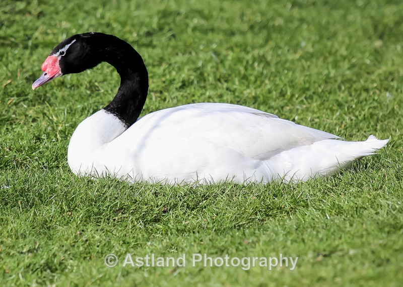 Astland Photography, Bird and Wildlife Images, Susan and Peter Wilson, U.K.