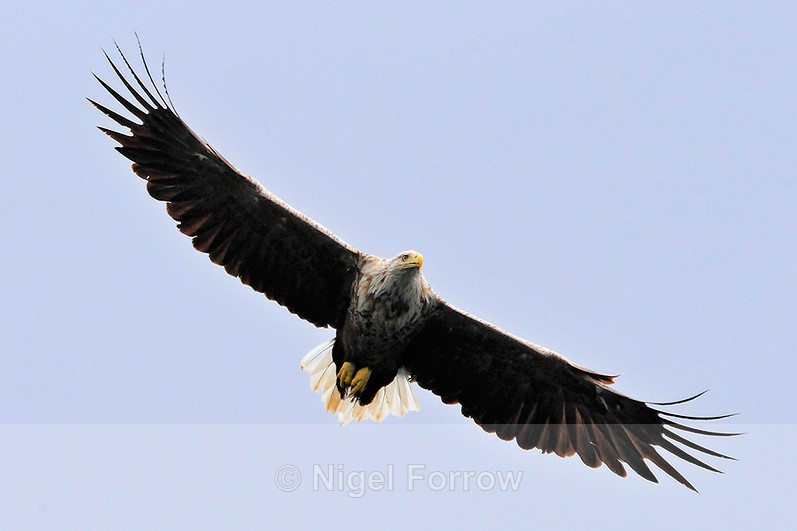 White-tailed Sea-eagle in flight - White-tailed Sea-Eagle