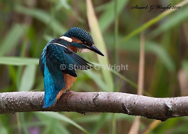 27 - Kingfisher