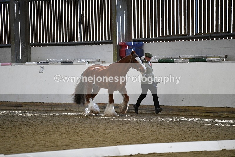 WJ5_5305 - Class 8 In hand cob