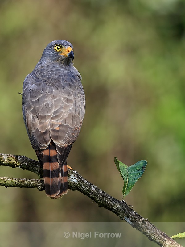 Roadside Hawk portrait, Costa Rica - Roadside Hawk