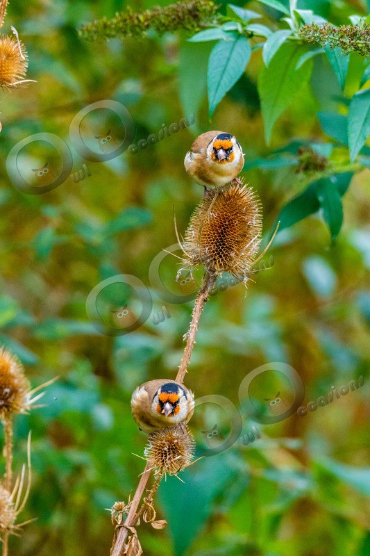 goldfinch Carduelis carduelis-3745 - UK birds