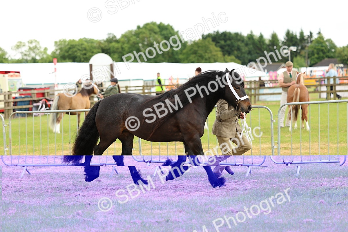 SBM_00480 - Class 58-67 - M&M Non Welsh Pony In hand