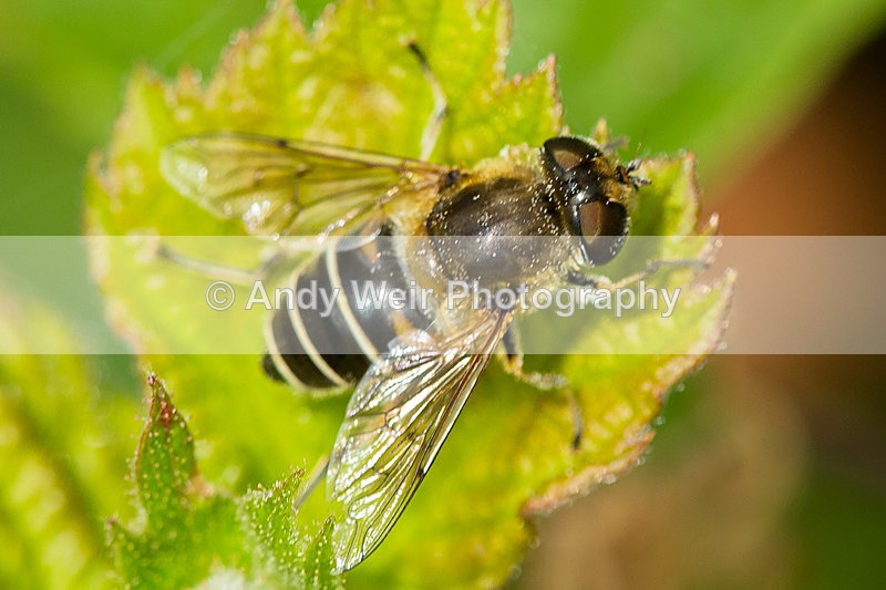 20130818-3K8A5463 - Insects