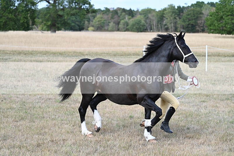 WJ7_8469 - In-hand Championship