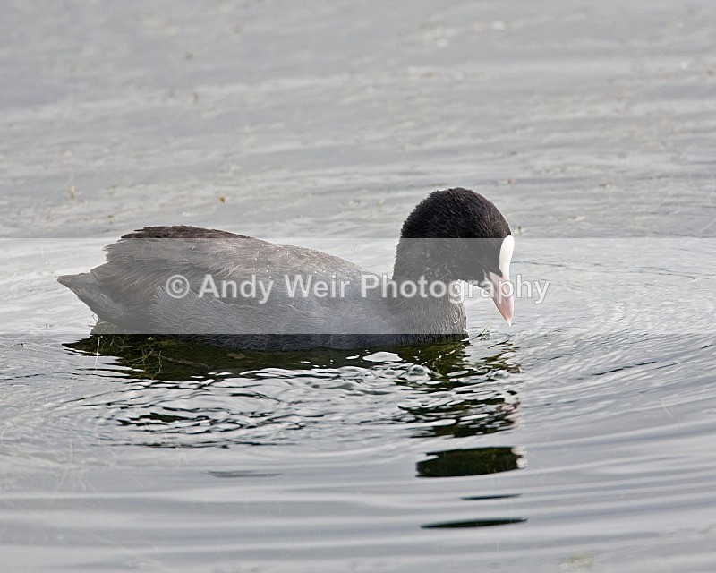 20080810-014 - Rails & Coots