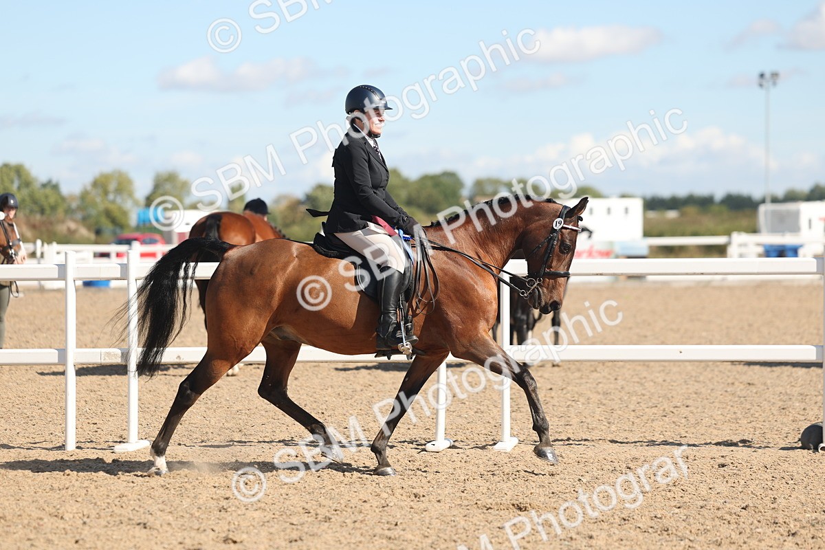 SBM_13146 - Class 305 - Ridden Foreign Breed Pure Bred