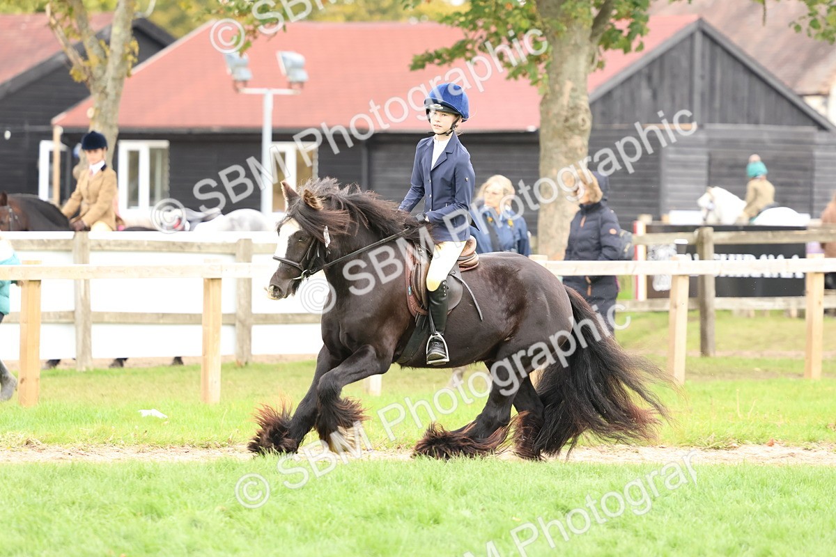 SBM_67552 - S60 - Mini Show Cob Ridden