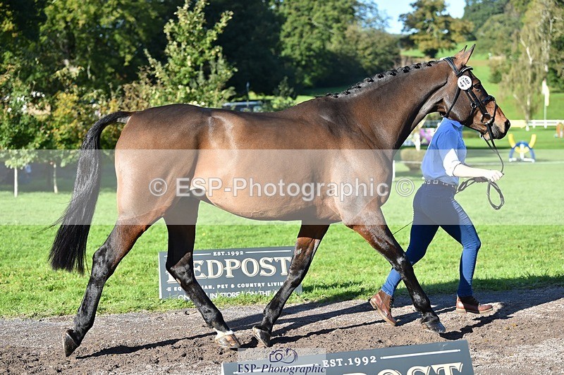 231022-105506-23587 - 418-PENHILL.REX-Lesley.Mitton-TrotUp+SJ