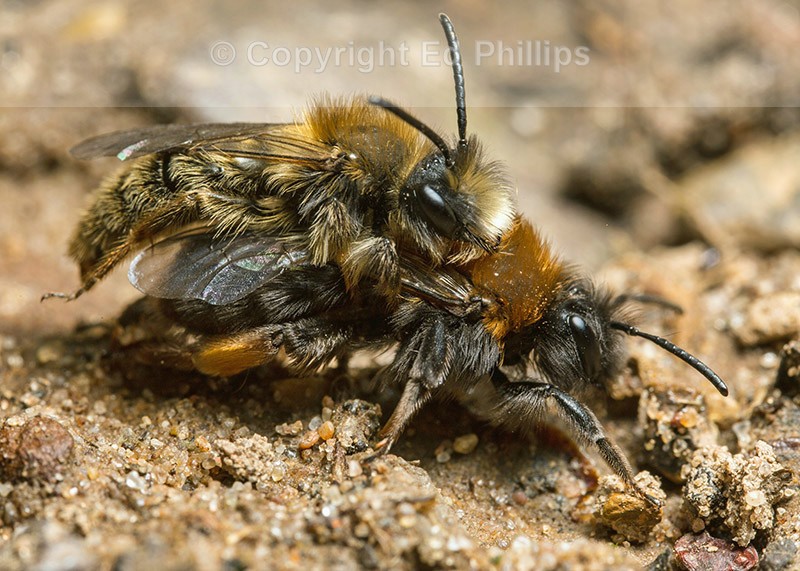 Andrena clarkella - Pair