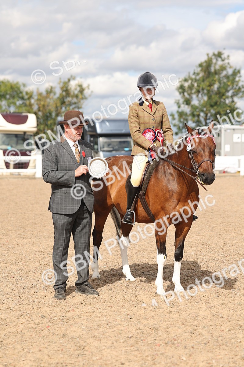 SBM_14676 - Class 307 - Ridden Coloured Pony