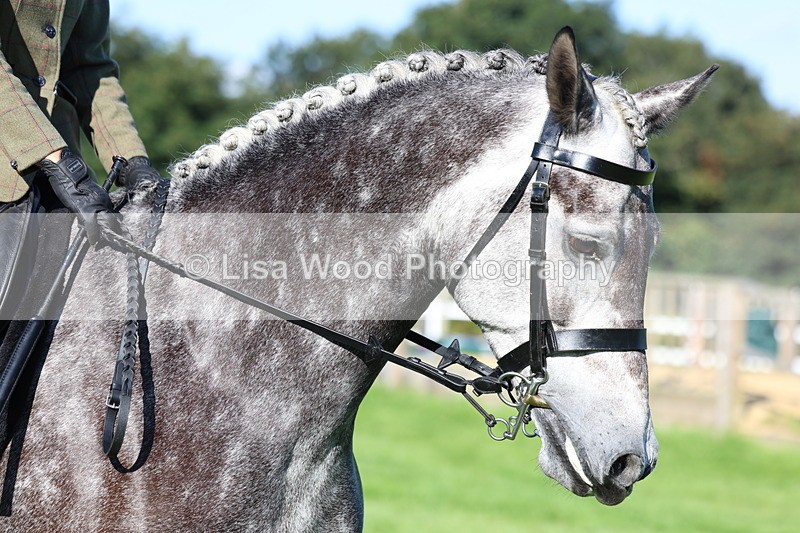 3E7A7621 - Class 1: Novice Working Hunter Pony