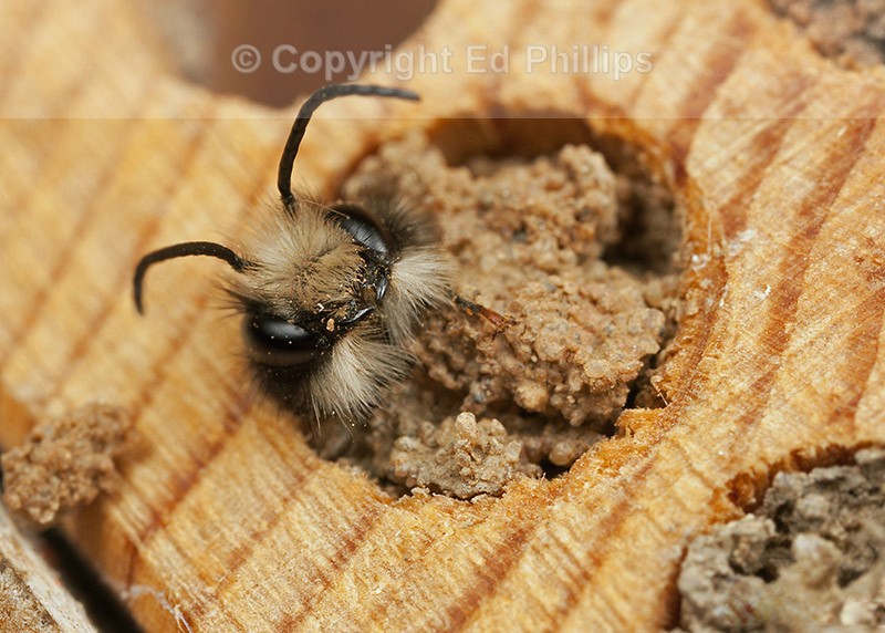 Osmia bicornis (m)