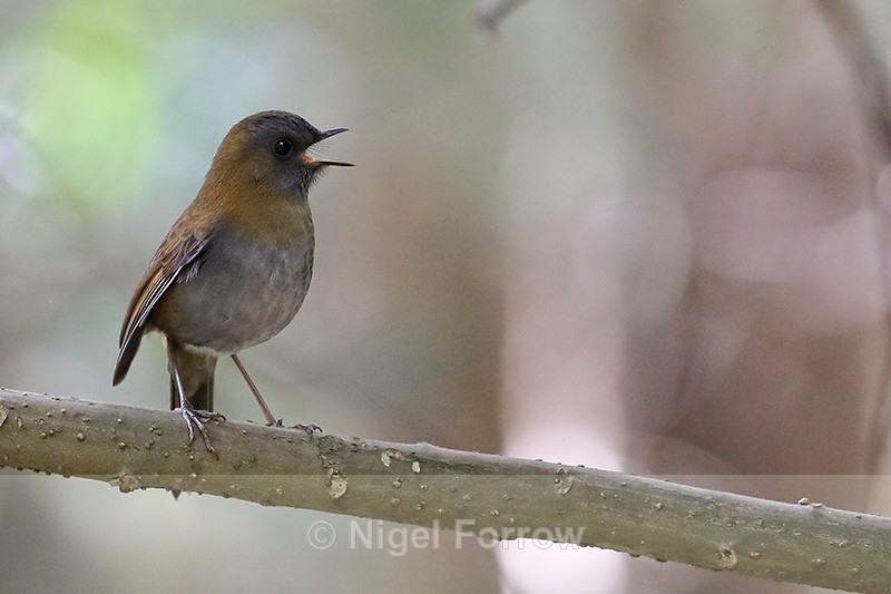 Black-billed Nightingale-Thrush singing, Costa Rica - Black-billed Nightingale-Thrush