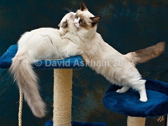 Sibling rivalry - Pets